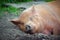 Lazy pig farm animal sleeping in mud country farm agriculture