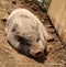 LAZY Pigs, local farm, rochdale mass