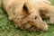 Lazy playful African lion cub