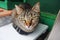 A lazy relaxed tabby cat in Portovenere, Cinque Terre park, Italy