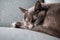 Lazy russian blue breed cat resting on the sofa.