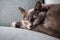 Lazy russian blue breed cat resting on the sofa.