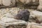 Lazy seal basking on rocks