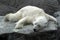 Lazy sleeping polar bear