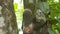 Lazy sloth climbing jungle tree trunk, Costa Rica