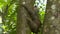 Lazy sloth hugging jungle tree trunk, Costa Rica