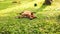 Lazy stray dog lying on the fresh green grass lawn