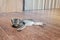 Lazy street little tabby kitten. Cat laying on wooden floor wi