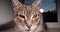 Lazy tabby cat lying on the windowsill and looking at the camera. Sleeping cat muzzle, close-up