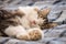 Lazy tabby cat resting on blue bed cover