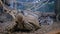 Lazy turtle and family of lemurs