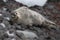 Lazy Weddel Seal lounging at Antarctican Island