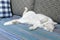 lazy white cat funny sleeping