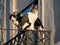 Lazy white cat on a roof