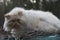 Lazy white cat on a roof