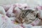 Lazy young american shorthair cat sleeping in sweet blanket with warm sunlight in the winter in the bedroom on sunday morning. pet