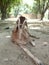 Lazzy goat near place my home . from indian