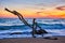 ld wood trunk snag in water at beach on beautiful sunset