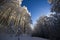 Le Drumont, snowy and sunny forest, Vosges, France