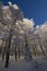 Le Drumont, snowy and sunny forest, Vosges, France