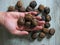 Le hand holding of organic walnuts on wooden background