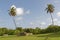 Le Marin, Martinique - Coconut trees and ruins