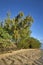 Le Morne Beach with its tropical Trees and vegetation right next to the small sandy beach with sand ripples caused by the water.