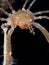 Leach`s spider crab, Inachus phalangium