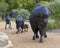 The lead bison bull, cow with calf, and yearling in the Tulsa Herd Grand Monument at LaFortune Park in Tulsa, Oklahoma.