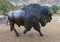 The lead bison bull in the Tulsa Herd Grand Monument at LaFortune Park in Tulsa, Oklahoma.