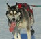 Lead dog of an Iditarod team