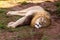 Lead male of the local pride resting in the shade