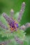 Lead plant - Amorpha canescens Pursh