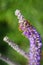 Lead plant - Amorpha canescens Pursh