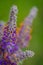 Lead plant - Amorpha canescens Pursh