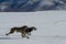 Lead sled dogs at the Rocky Mountain Sled Dog Cham