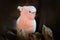 Leadbeater cockatoo, Cacatua leadbeateri, pink and white parrot in the nature habitat. Bird from from wild, Australia. White anima