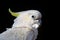 Leadbeater cockatoo, Cacatua leadbeateri, white parrot in the nature habitat. Bird from from wild Australia. White animal from