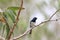 Leaden Flycatcher