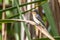 Leaden Flycatcher in Queensland Australia