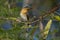 Leaden Flycatcher in Queensland Australia