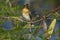 Leaden Flycatcher in Queensland Australia