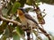 Leaden Flycatcher in Queensland Australia