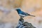 Leaden Flycatcher in Victoria Australia