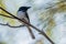 Leaden Flycatcher in Victoria Australia