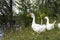 The leader of the flock and the goose at the head of the herd graze on a flowering meadow against the lake. Background