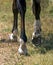 Leading horse walking along the sand track.