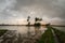 Leading Path towards coconut tree in paddy field.