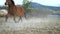 Leading warm-blooded horse followed by brown cold-blooded horse, white isabella horse, brown hucul and mottled pony. Running herd