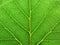 Leaf abstract background texture with veins nature macro fresh